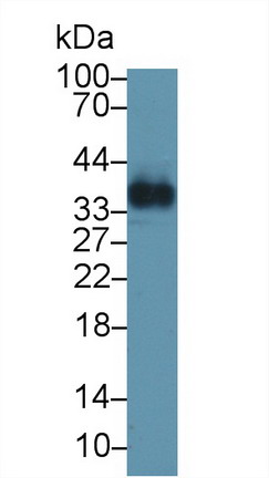 9160