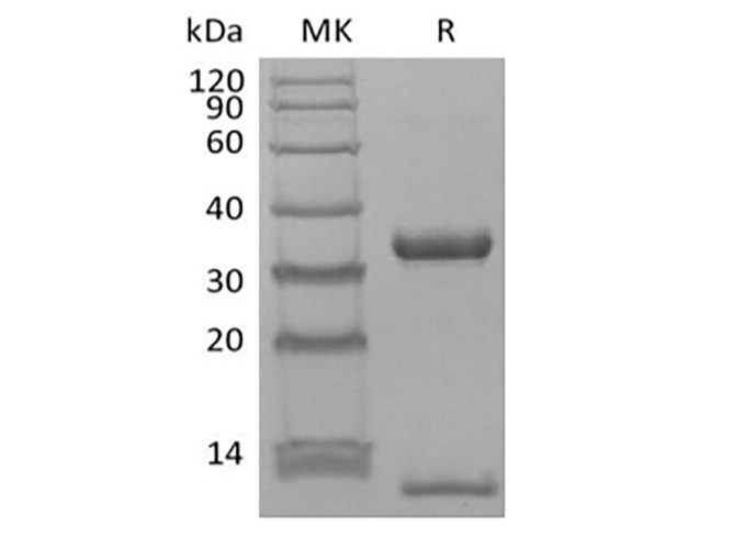 Валидация Elabscience PKSH033906(4137)