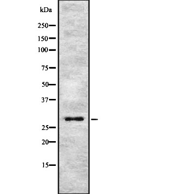 Валидация Affinity DF7987 - 19810