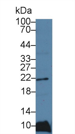 10182