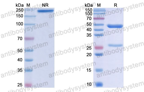 Валидация SDS-PAGE - AntibodySystem RHJ92813