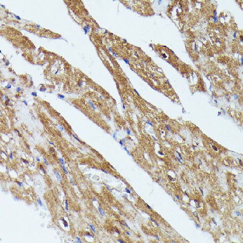 Валидация Elabscience E-AB-64516