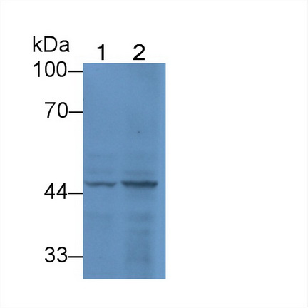 12064