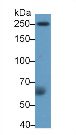 39657