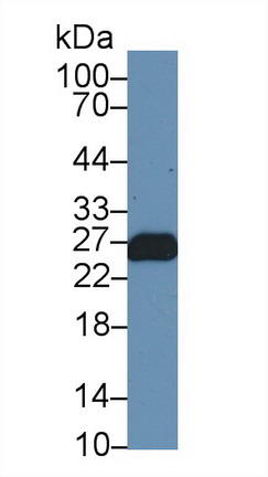 9601