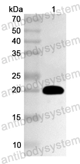 Валидация AntibodySystem PHA40001