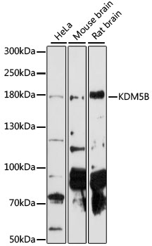 Валидация Elabscience E-AB-90735
