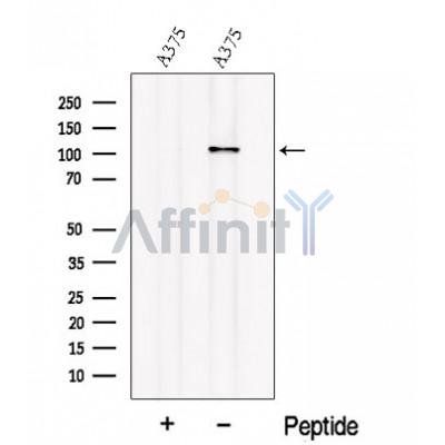 Валидация Affinity DF12682 - 7340