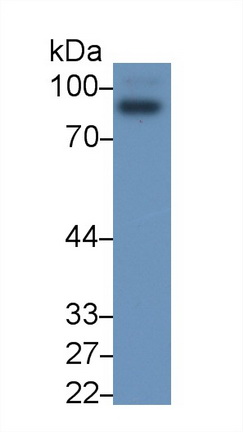 19278