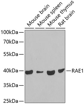 Валидация Elabscience E-AB-61318