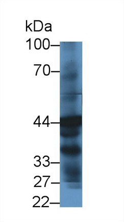 8887