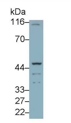 27543