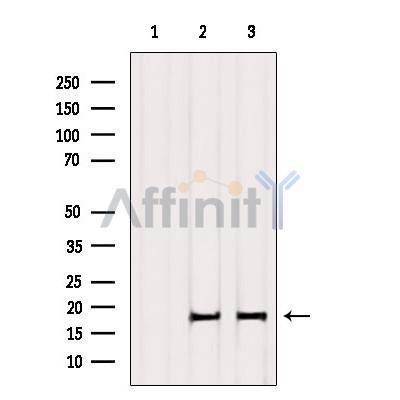 Валидация Affinity AF6358 - 3648