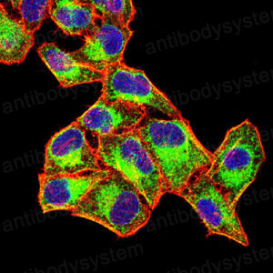 Валидация IF - AntibodySystem RHG17901