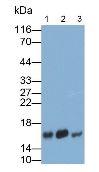 33225