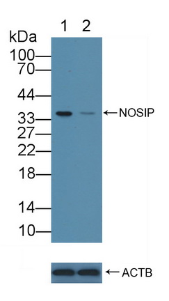 12096