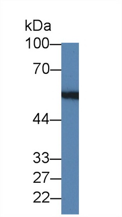 12681