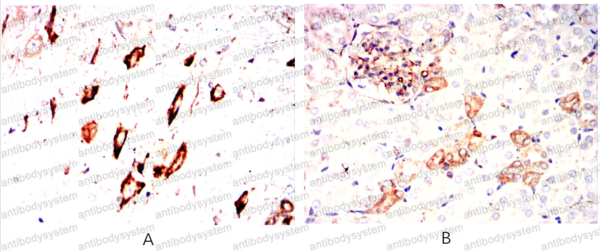 Валидация AntibodySystem RHG28502