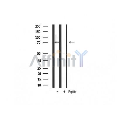 Валидация Affinity AF6226 - 3464