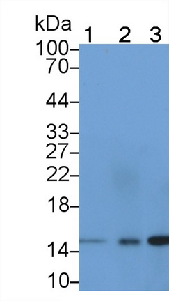 20445