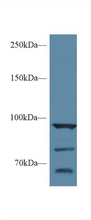 14541