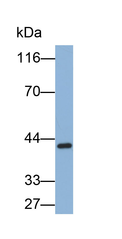 32849