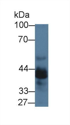 12726