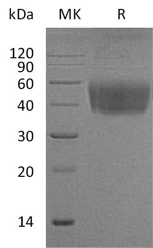 Валидация Elabscience PKSM041219(5123)