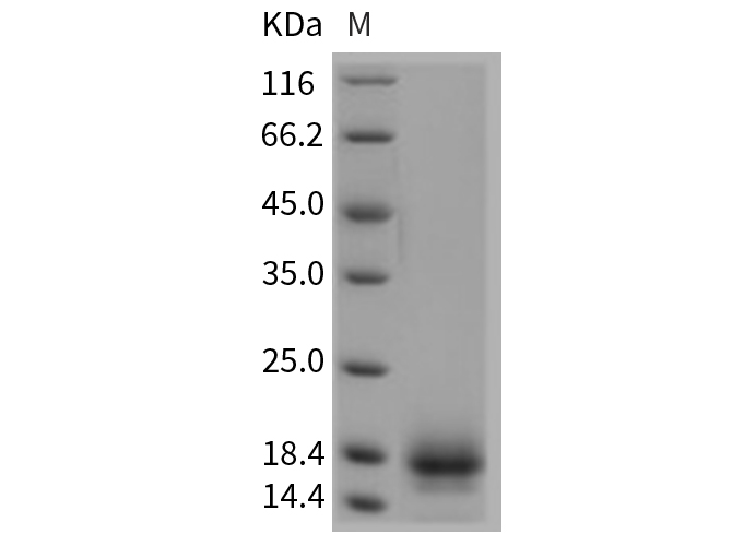 Валидация Elabscience PKSR030253(5608)