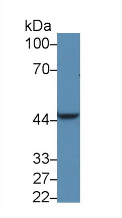 9777