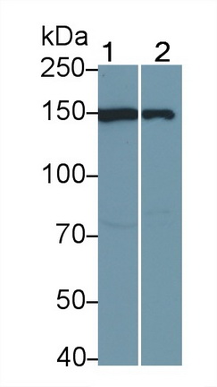 12431
