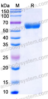 EHJ17402, SDS-PAGE