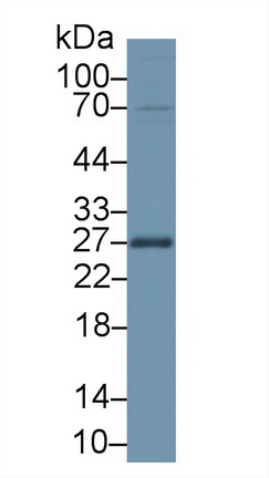 13819