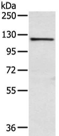 Валидация Elabscience E-AB-52241