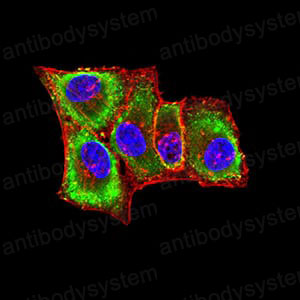 Валидация IF - AntibodySystem RHJ78003
