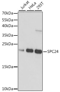 Валидация Elabscience E-AB-66870