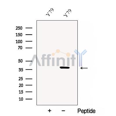 Валидация Affinity DF12918 - 7671