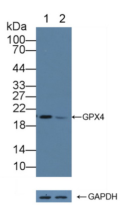 12252