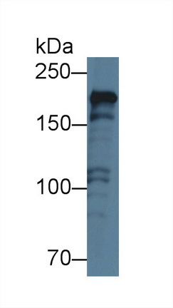 12721