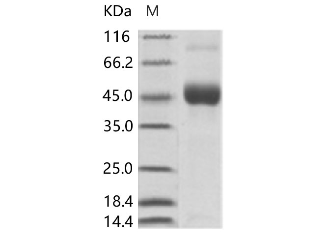 Валидация Elabscience PKSV030122(5899)