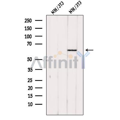Валидация Affinity DF12684 - 7342