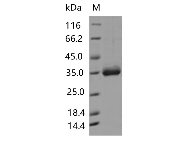 Валидация Elabscience PKSV030464(6186)