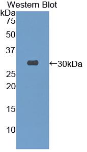 51477