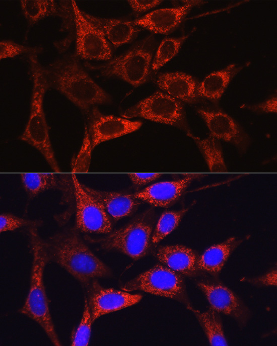 A21822, иммунофлуоресценция, клетки NIH/3T3 (18086)