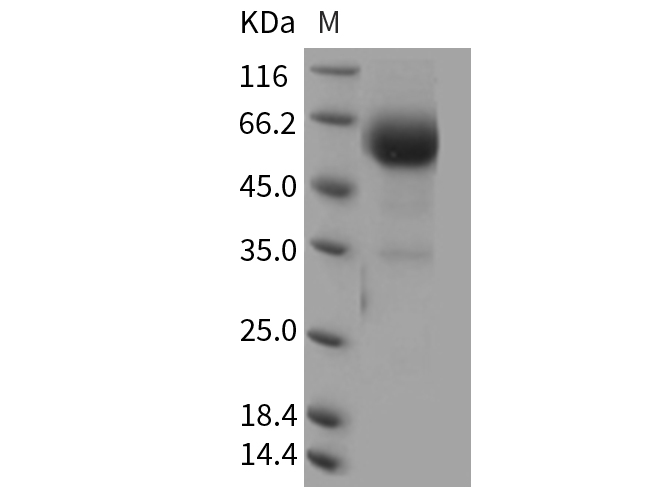 Валидация Elabscience PKSM040375(4377)