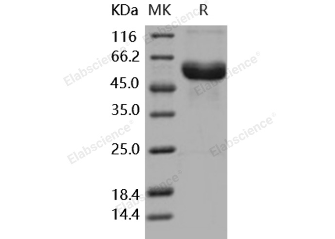 Валидация Elabscience PKSH031690(2334)