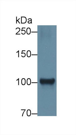 12388