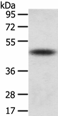 Валидация Elabscience E-AB-17167