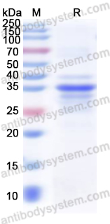 Валидация AntibodySystem YHA70201