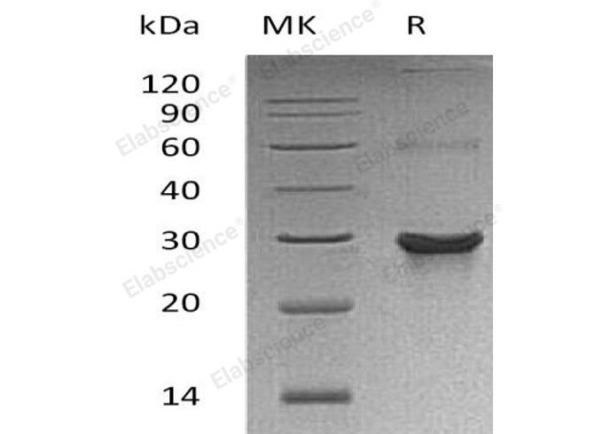 Валидация Elabscience PKSH032097(2643)